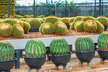 Large variety of cacti echinocactus grusonii in garden arid climate