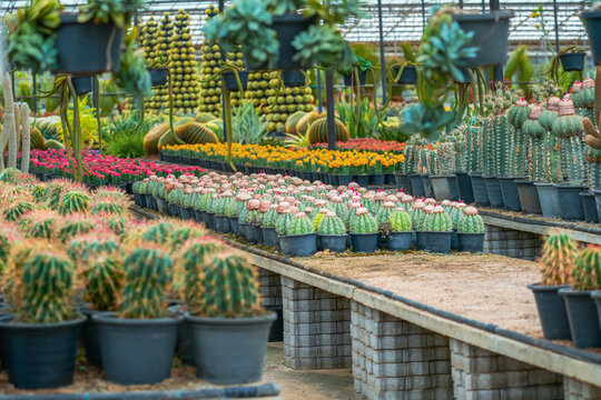 Large variety of cacti ferocactus melocactus azureus in garden arid climate