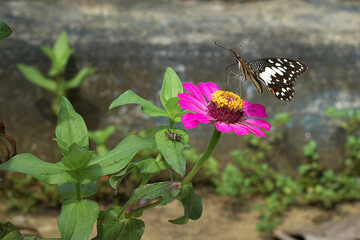 A butterfly flies to land on a flower, the butterfly sucks the flower juice