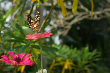A butterfly flies to land on a flower, the butterfly sucks the flower juice