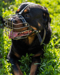 Rottweiler dog portrait