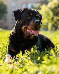 Rottweiler dog happy in grass