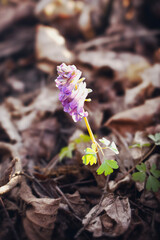 A small purple flower blossoms on the terrestrial plant out of the soil