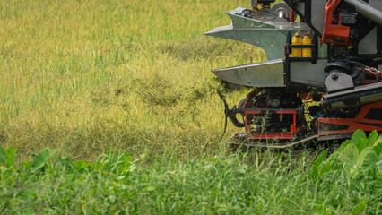 A rice harvester machine is harvesting growth rice in the farmland. Agriculture industrial photo.