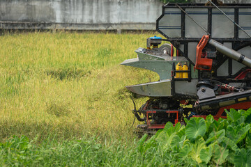A rice harvester machine is harvesting growth rice in the farmland. Agriculture industrial photo.