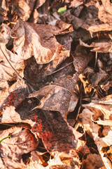 Closeup of deciduous brown leaves covering the ground
