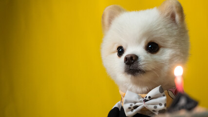 Portraite of cute white pomeranian dog
