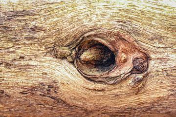 Tree trunk with a hole and visible branch fragment in it