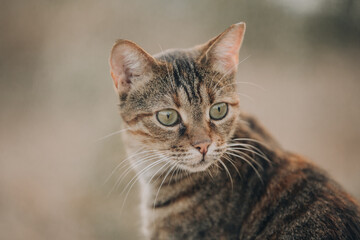 Portrait of Aegean Stray gray cat sitting outdoors in Greece - 794167616