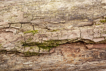 Light wood tree trunk texture with lines cracks and scratches