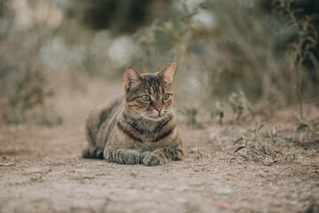 Portrait of Aegean Stray gray cat lying outdoors in Greece