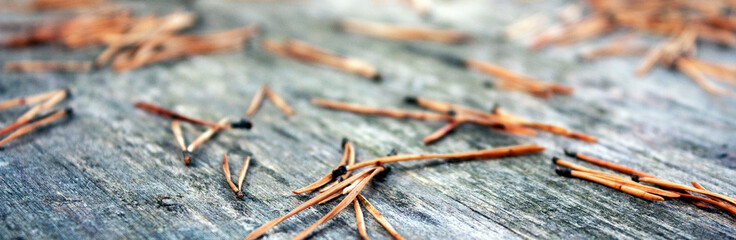 Fallen pine needles on gray table boards. Dry pine needles on old boards.