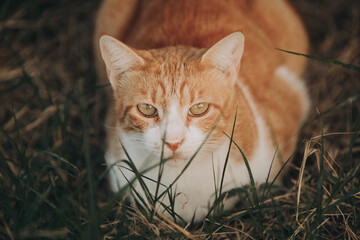 Portrait of a stray red and white cat. Ginger Stray cat lying outdoors in Greece - 794168855