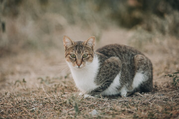 Portrait of cute Aegean Stray gray cat lying outdoors in Greece - 794169298