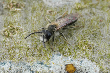 Closeup on a male Mellow minder mining bee, Andrena mitis sitting on wood