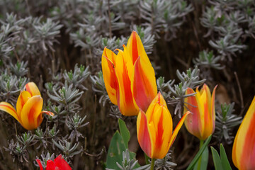 Fresh tulips in warm sunlight