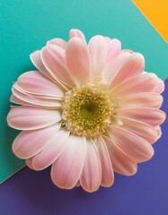 belle fleur avec des pétales roses sur un fond de papiers de couleurs violet, bleu et jaune