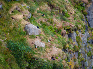 Sea parrots, a group of cute, quirky little birds in the natural habitat, Icelandic coastal cliff, handheld shot. Travel and nature attraction concept.