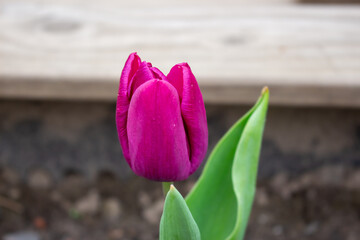 Fresh tulips in warm sunlight
