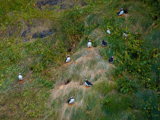 Puffins, cute small, colorful birds standing by their nests on the grassy sea cliff, aerial view. Wildlife conservation and biodiversity concepts.