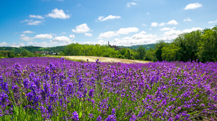 Fototapeta premium Lavender spikes flowering near the village of Sale San Giovanni, Langhe region, Piedmont, Italy, Europe