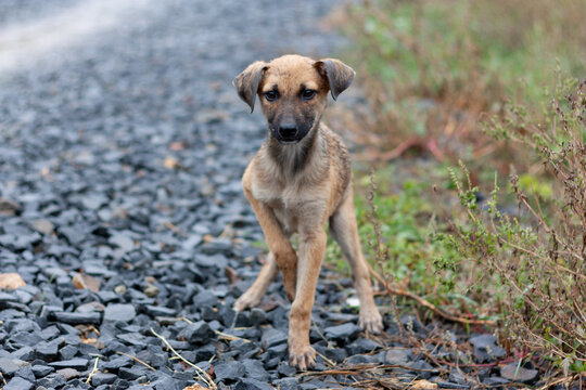 Small dog standing on the road. Portrait photo of a dog.