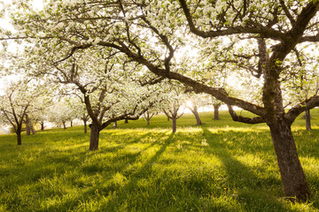 beautiful apple tree blossom with sun star in the apple grove near Beuren, Swabian Alb.