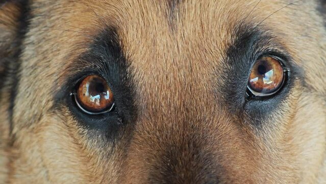 Scared dogs brown eyes looking at the camera