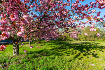 Abundant Pink Spring Blossoms 2