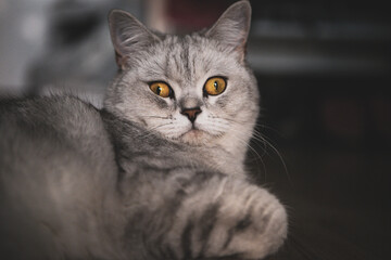 A light Scottish cat, looking at the camera with big eyes.Portrait of a Scottish cat. Cat's Eye