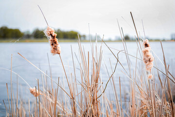 Blurred image of dry cattail against the background of a river.