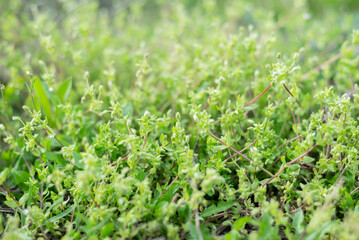 Blurred image of greenery on a sunny day.