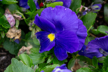Colorful wild pansies glow in the soft morning light - Viola tricolor