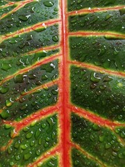 Water drops on a tropical leaf, shot close up