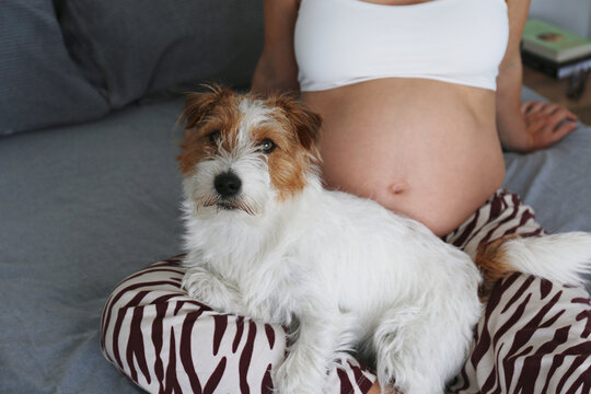 Adorable scene of furry jack russell terrier on pregnant woman's lap. Close up, copy space, background, cropped shot.