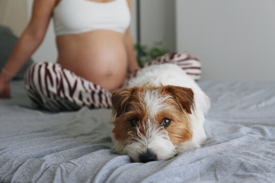 Portrait of adorable furry jack russell terrier lying on the bed with his pregnant owner behind him. Close up, copy space, background, cropped shot.