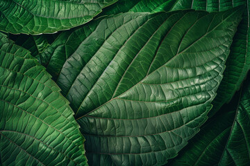 Fototapeta premium Close-Up View of Abstract Leaf Background