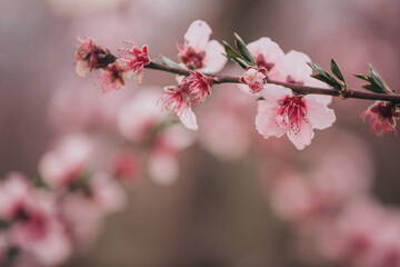Close-up image of blooming peach branch in Greece. Beautiful pink peach flowers in bloom at sunset in spring - 794192606