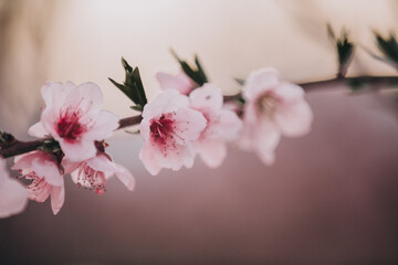 Close-up image of blooming peach branch in Greece. Beautiful pink peach flowers in bloom at sunset in spring