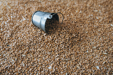 Wheat grains and a small iron tin bucket close-up. Natural background. Seed texture. Agriculture and food safety concept.