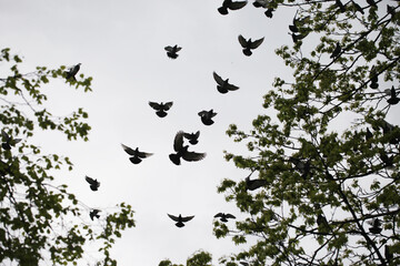 Pigeons on a tree silhouette. Shape of a bird background. City park pigeons fly around tree branch. Isolated on white sky. Green leaves tree. Wildlife texture. Spread wings bird.