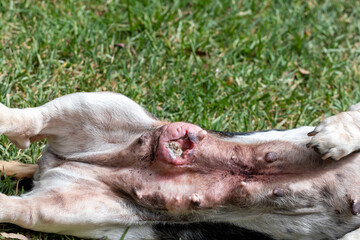 Tumor on female basst hound dogs belly.