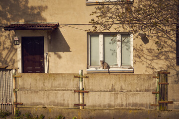 kot na parapecie  © Marcin Łazarczyk