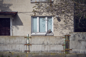 kot  © Marcin Łazarczyk