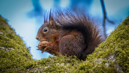 Eichhörnchen mit Walnuss im Baum mit Moos vor blauem Himmel, Nuss knacken, essen, squirrel