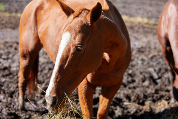 horse eating bale in muddy field