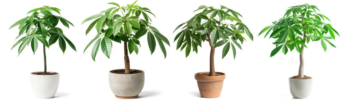 Pachira aquatica,  Money tree, houseplant, PNG with transparent background, no background collection set, Generative Ai