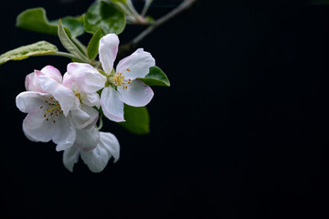 White apple tree blossom flowers, isolated on a black background.