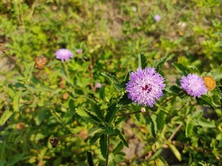 Purple Blue Danube Flowers at Eco Park, Kolkata