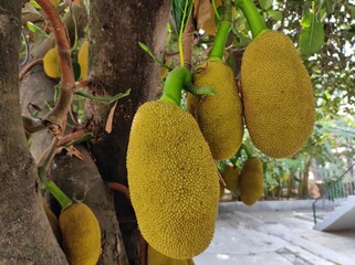 Jack fruits hanging on the tree